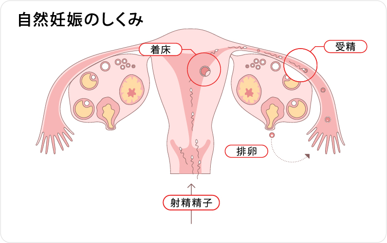 自然妊娠のしくみ